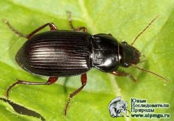 Иерархические и морфометрические особенности структуры популяций жужелиц (Coleoptera, Carabidae) в долине реки Сетунька
