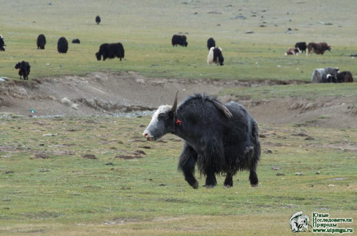 Экспедиция в Монголию. Фото 93