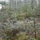 Осенний выезд Чистый лес 073