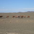 Экспедиция в Монголию. Фото 145