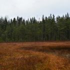 Осенний выезд Чистый лес 205