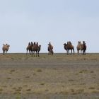 Экспедиция в Монголию. Фото 314
