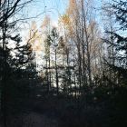 Осенний выезд Чистый лес 163